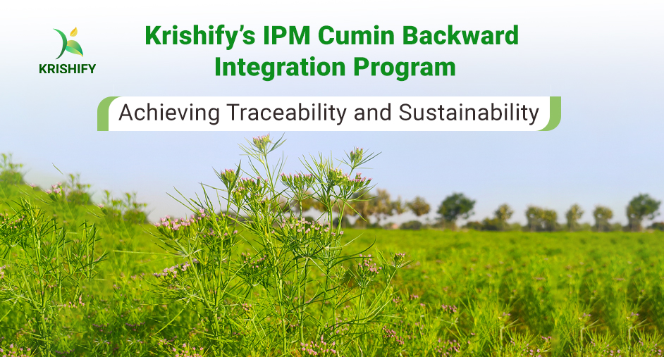 Krishify’s IPM Cumin Backward Integration Program – Achieving Traceability and Sustainability