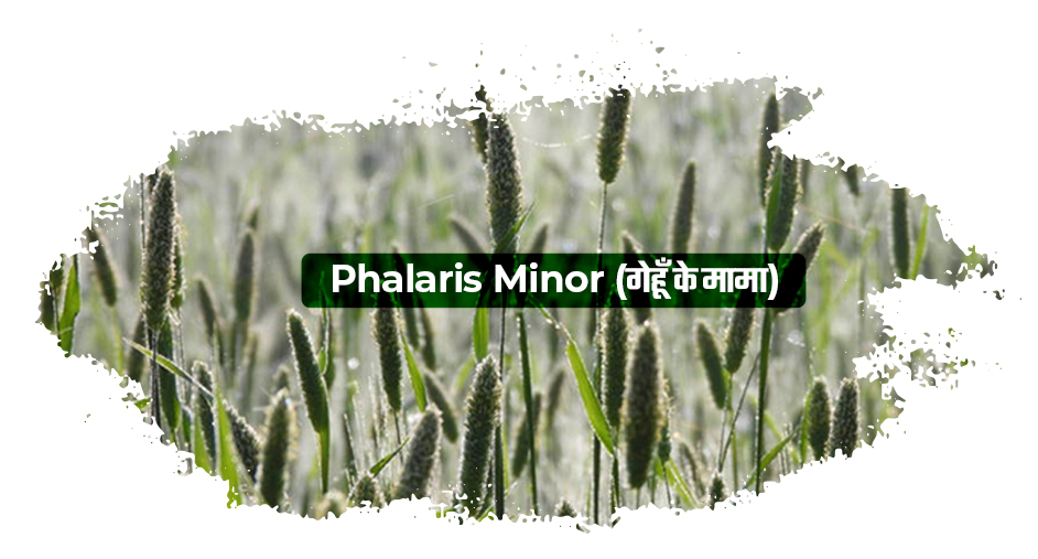 Phalaris Minor